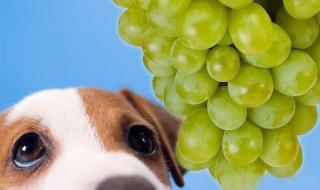 狗能吃黑葡萄吗 狗能吃葡萄干吗